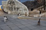 20090119_naplestrp_11_sorrento_cat